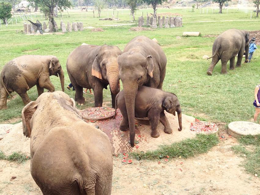 Sloni v Thajsku